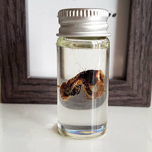 umbilical cord keepsake  Preservation Baby Storage Bottle Kids Keepsake